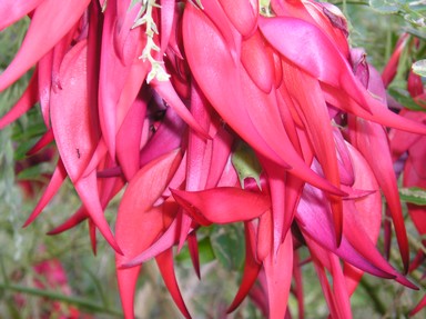 Kaka Beak